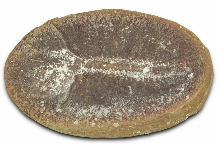 Pennsylvanian Worm Fossil - Mazon Creek #325927